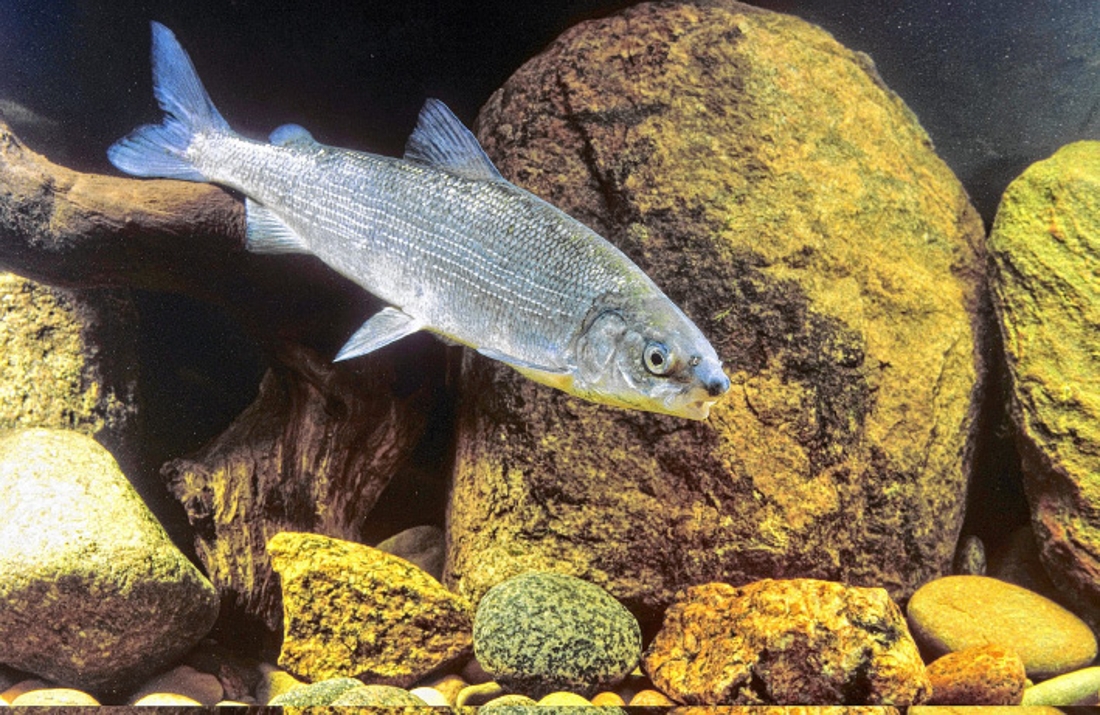 Рыбы реки лена список и фото