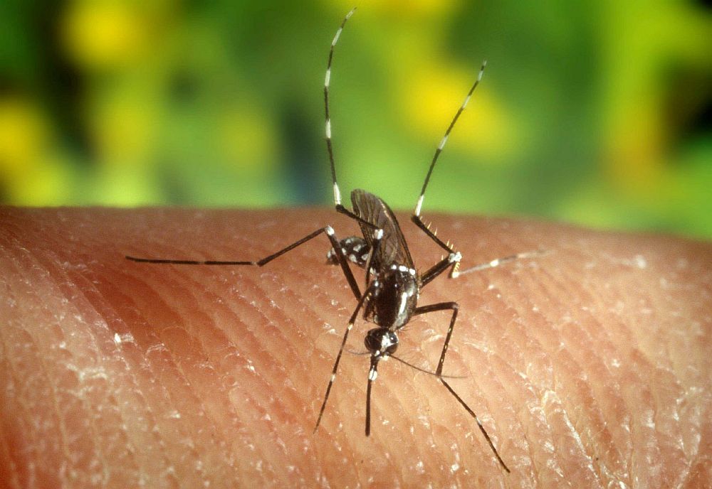 muggen een halt toeroepen deze middeltjes werken niet het belang van limburg mobile