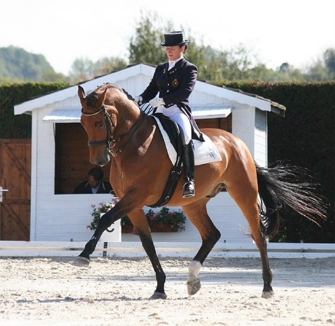 Belgische amazone laat vergiftiging paard onderzoeken ...