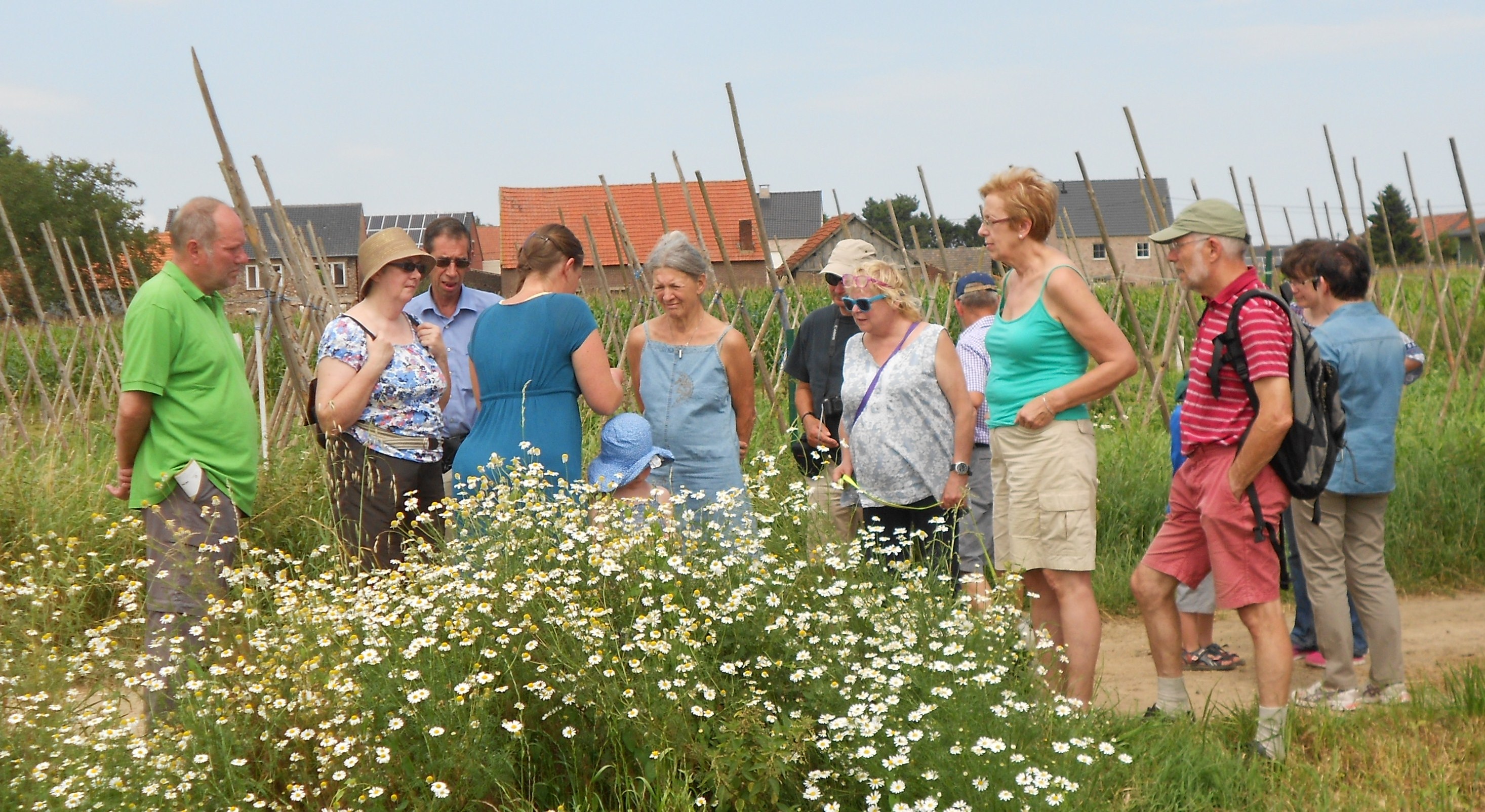 VELT organiseert kruidenwandeling (Dilsen-Stokkem) - Het ...