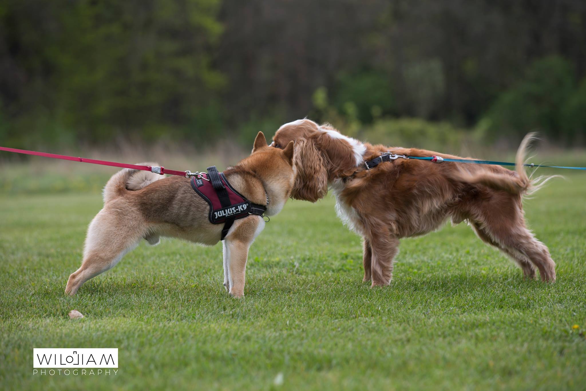 Hondjes zien elkaar terug op derde editie Elmo-hondenwandeling (Lommel) | Het Belang Limburg