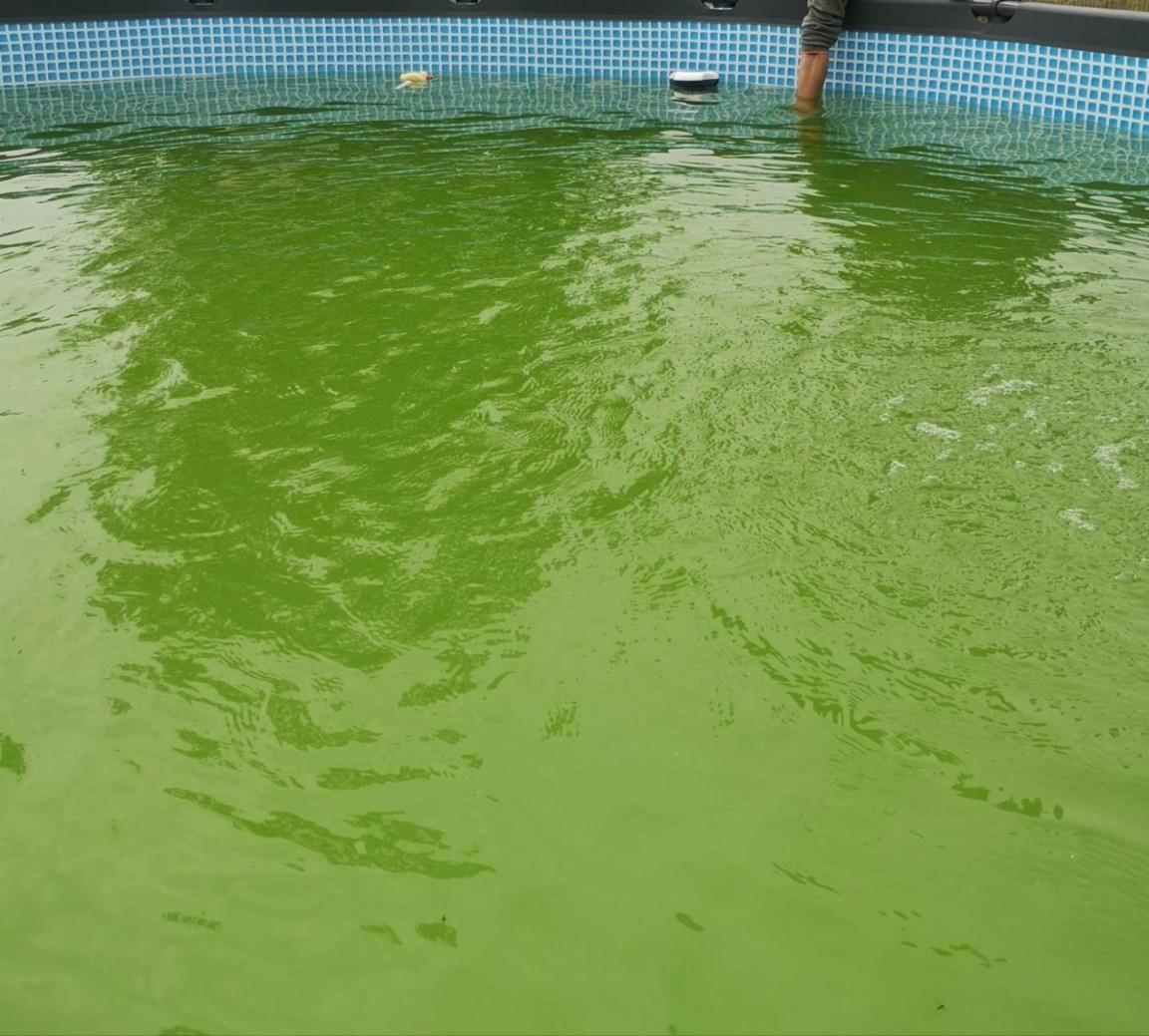 Spin heks Premisse Help! Mijn zwembadwater wordt groen!” | Het Belang van Limburg Mobile