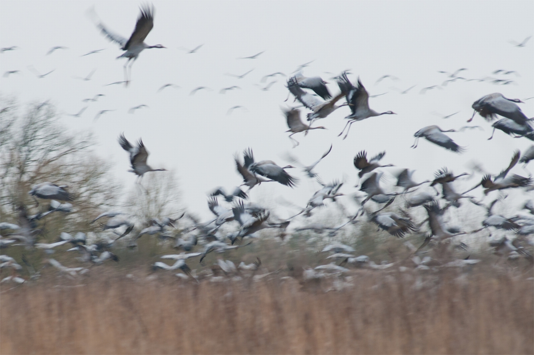 If the wind is right, thousands of cranes will be pulling … (Hasselt)