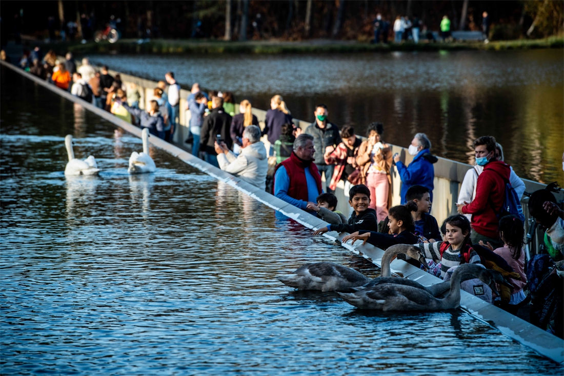 The obligation to hang up does not apply to famous swans from Fietsen by … (Region)