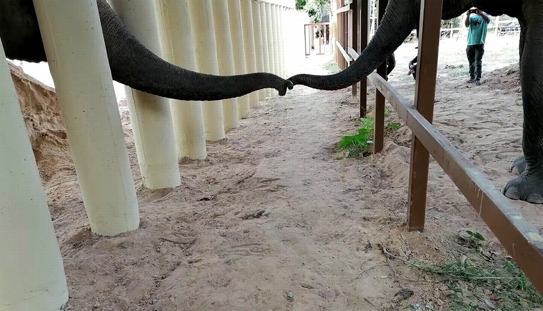 ‘Loneliest elephant in the world’ touches for the first time in years …