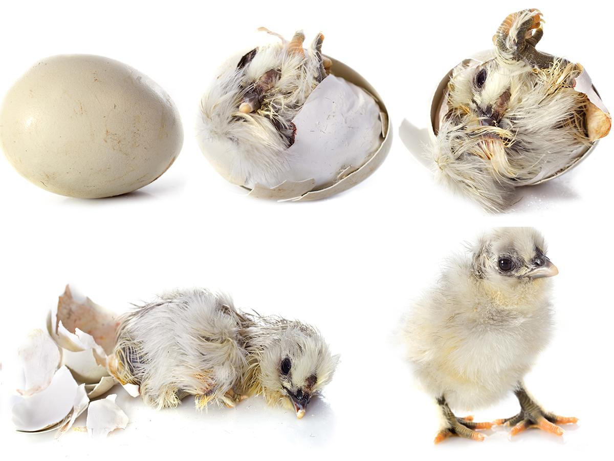 voldoende voorkomen Anzai Hoe weet je welk ei van welke vogel is? Onze dierendokter lijst de  verschillen op | Het Belang van Limburg Mobile
