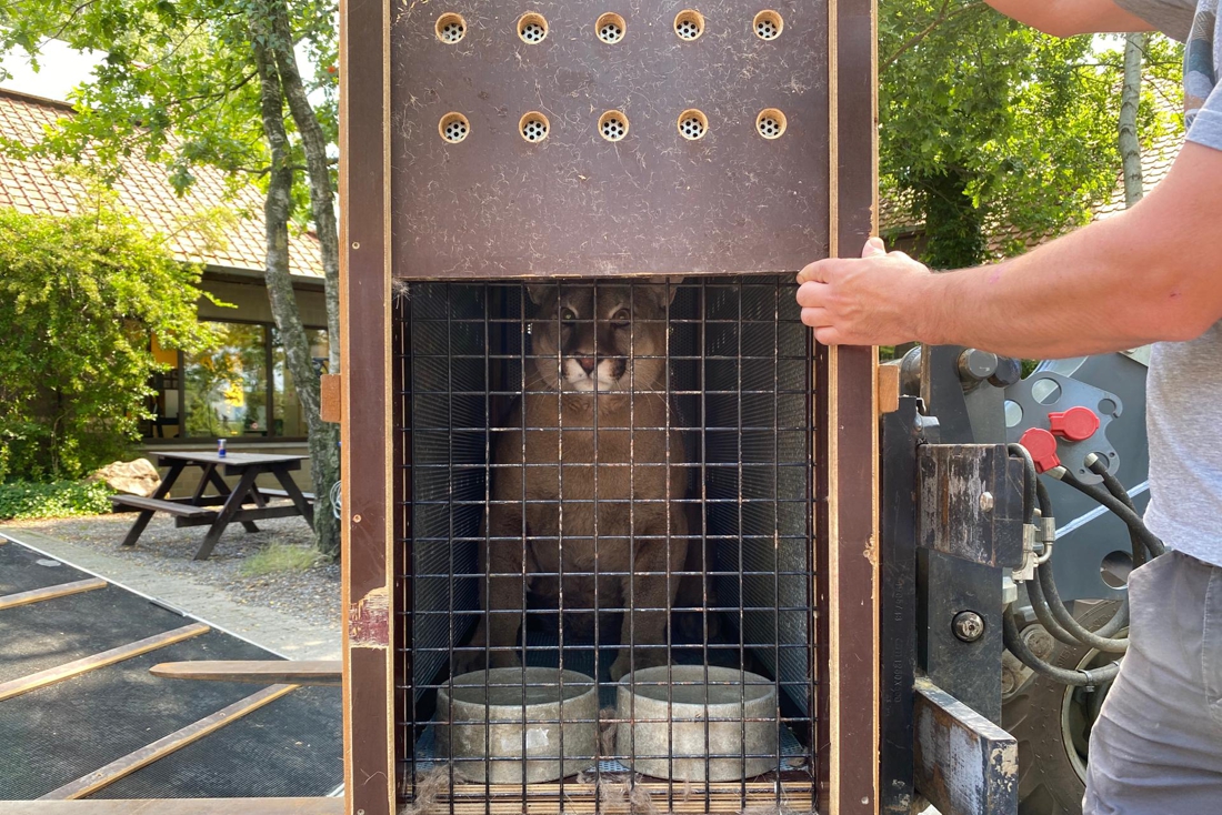 Fatty Lithuanian Cougar Arrives at Nature Relief Center… (Homepage)