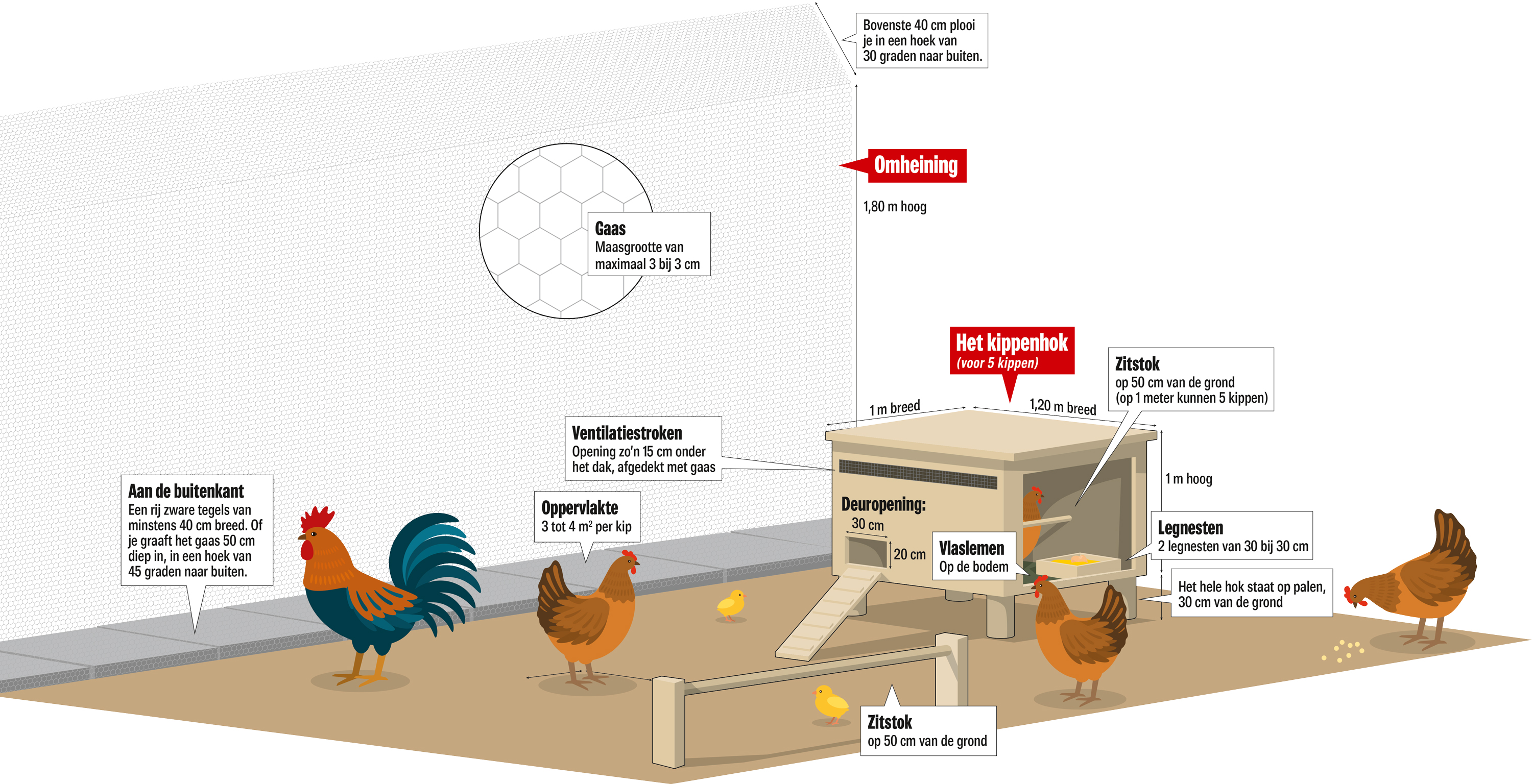 Praten tegen Doe alles met mijn kracht karton Zo bouw je het ideale kippenkot | Het Nieuwsblad Mobile