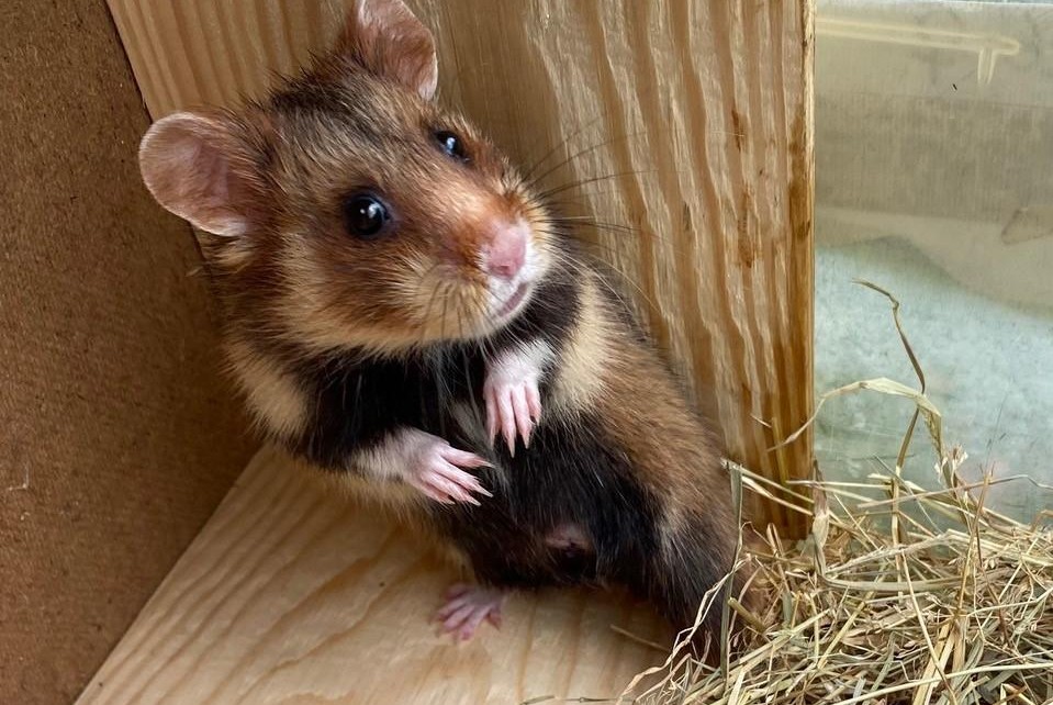 Stiptheid hoofd Filosofisch Ondanks reddingsoperatie: wilde hamster nog altijd met uitsterven bedreigd  (Tongeren) | Het Belang van Limburg Mobile