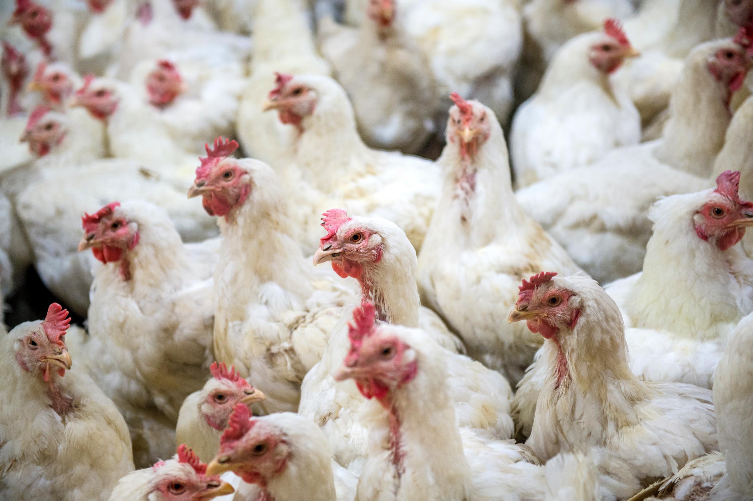 Bird flu is sweeping Europe, and it’s dangerous for humans too