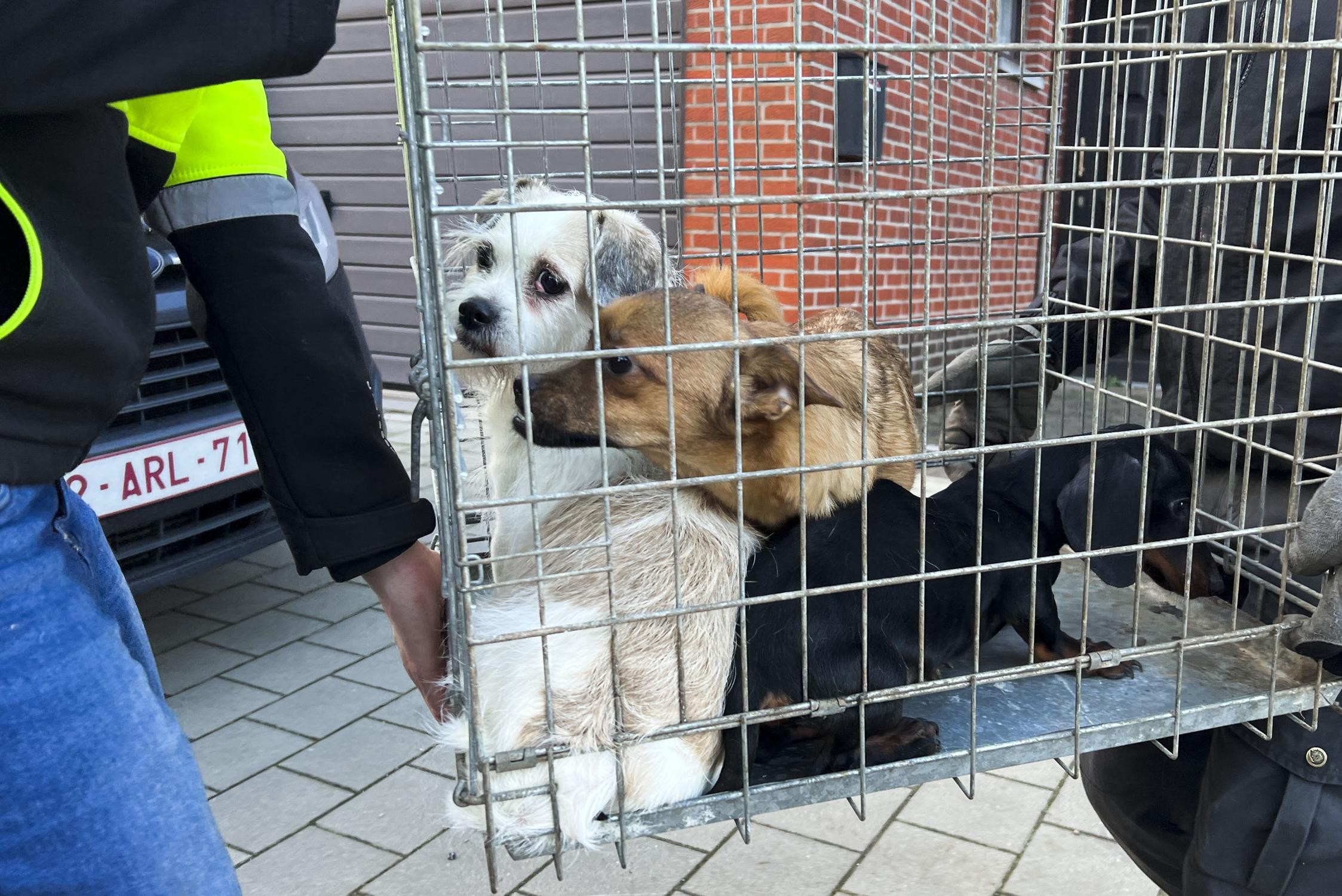 Fonetiek lijden zout PODCAST. Meegesleurd door de broodfok: “Tot 27.000 euro kosten aan één hond”  | Het Belang van Limburg Mobile