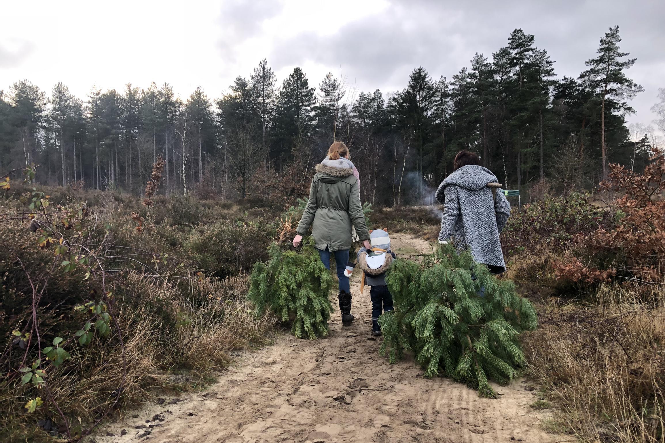 Help een uurtje in Nationaal Park Hoge Kempen en spit dan je eigen kerstboom