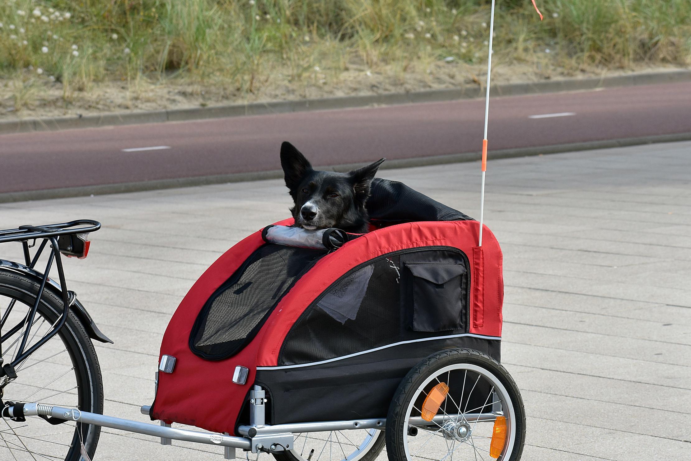 Vervoer heuvel tsunami Samen op de fiets met je huisdier: wat mag (niet)? “Een hond naast je fiets  laten lopen is niet zonder gevaar” | Het Belang van Limburg Mobile