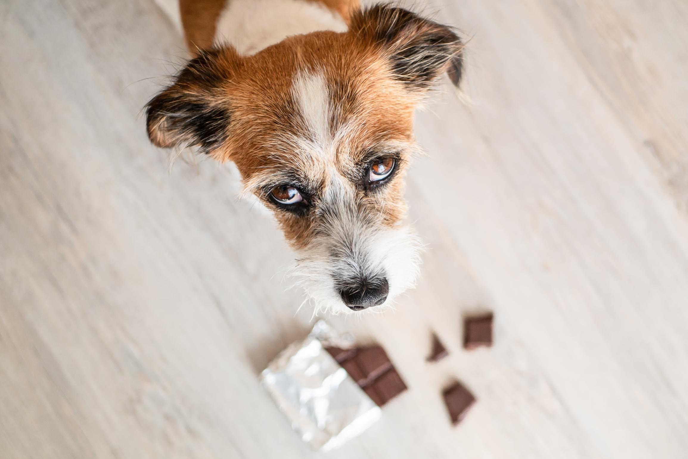 Achteruit Het apparaat Grace Antigifcentrum: “Stijgend aantal honden vergiftigd door chocolade” | Het  Belang van Limburg Mobile