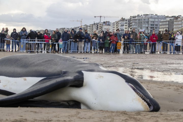 Ruzie om skelet van orka Reveil: “Akkoord, hij is dáár aangespoeld, maar hij is wel bij óns gestrand”