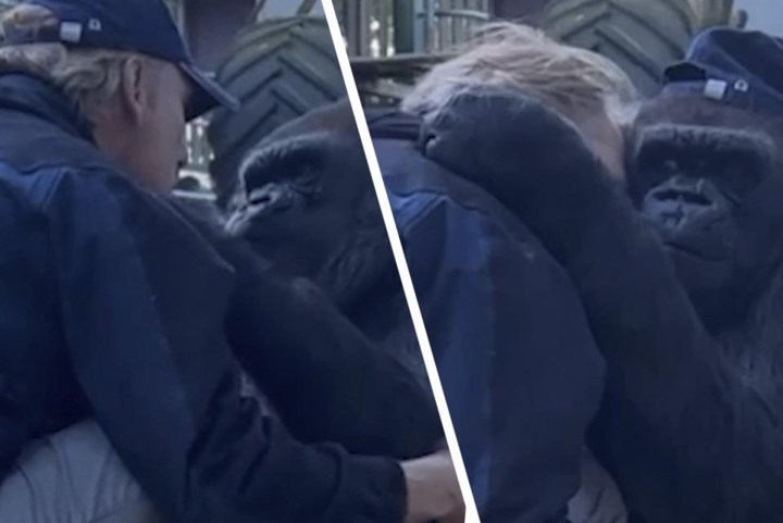 Gorilla geeft man die ze al haar hele leven kent een knuffel en zet zijn pet op tijdens hartverwarmend moment