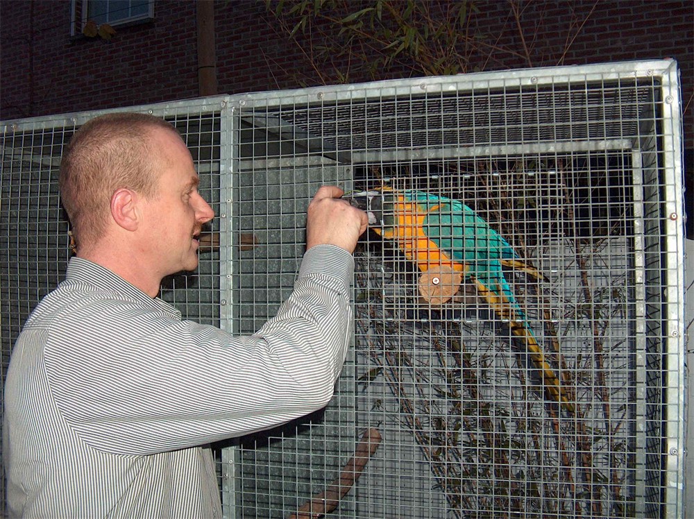 Invloed verhouding Snazzy Ontsnapte papegaai keert na een week terug naar huis (Bilzen) | Het Belang  van Limburg Mobile